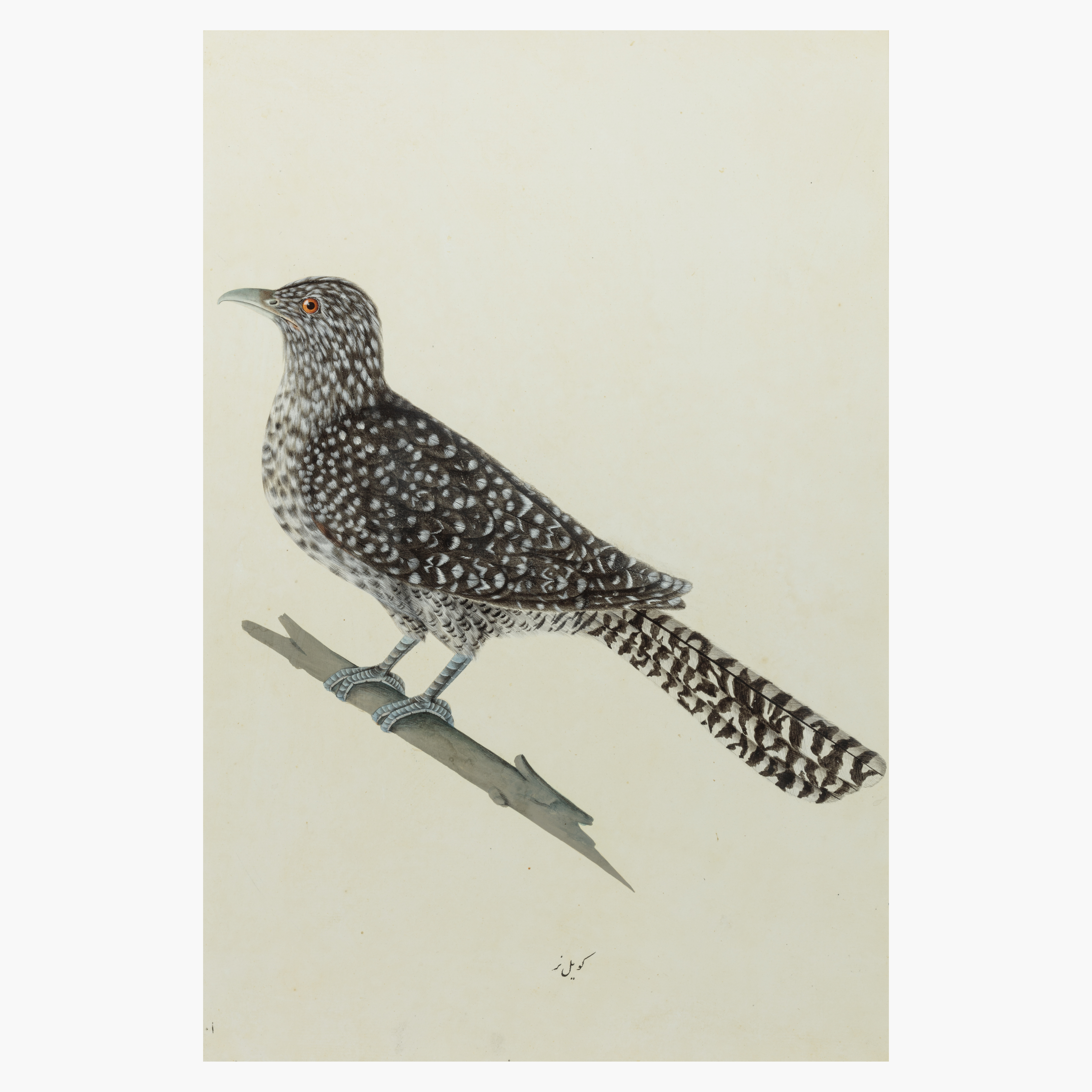 A Study of a Female Asian Koel (Eudynamys scolopaceus)