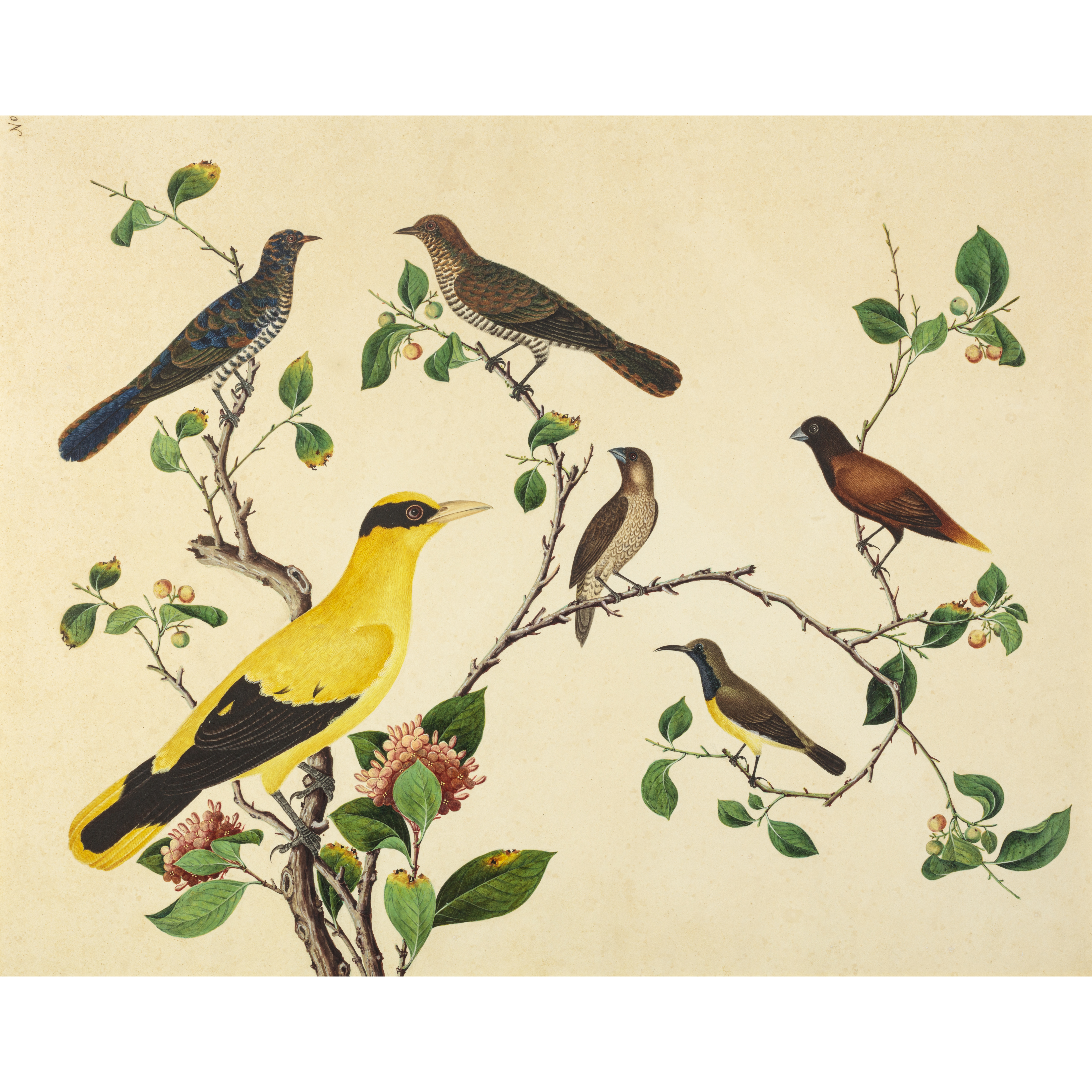 A Study of a Group of Southeast Asian Birds