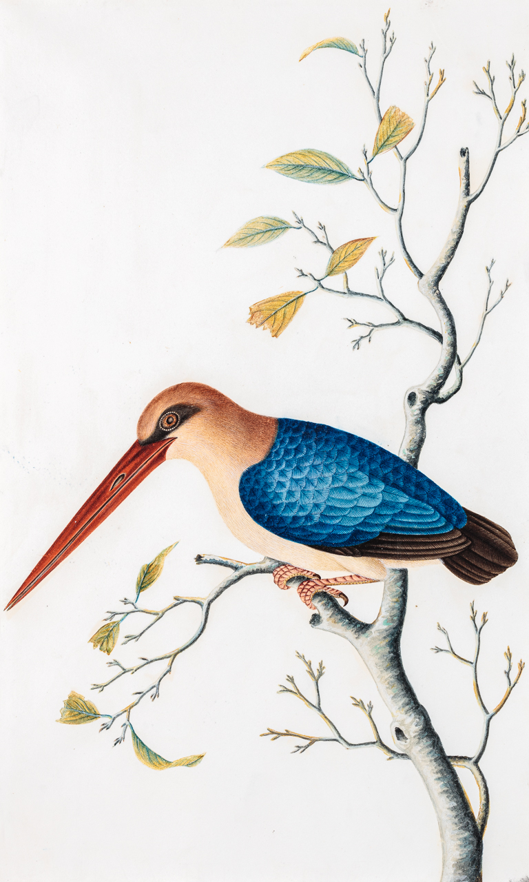Chinese Watercolour depicting Stork Billed Kingfisher, Pelargopsis capensis