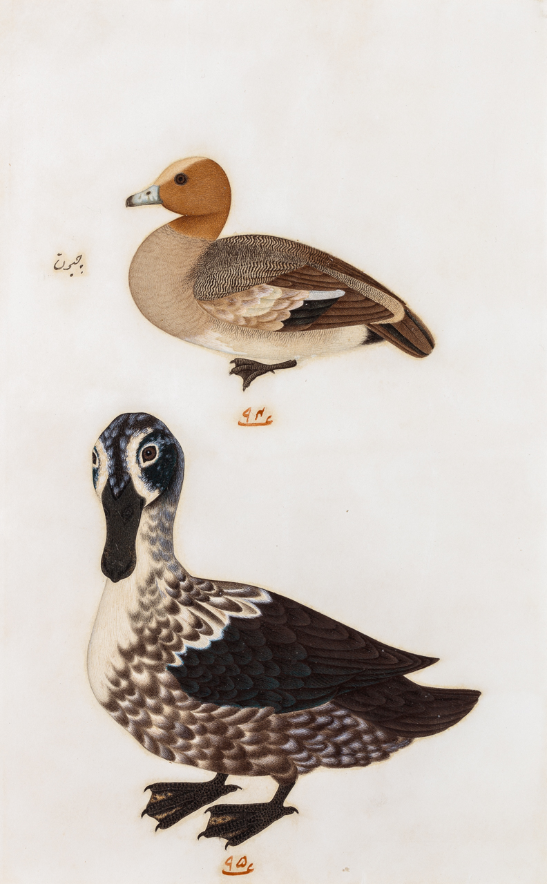 Company School Painting of Two Ducks (with Persian inscription)