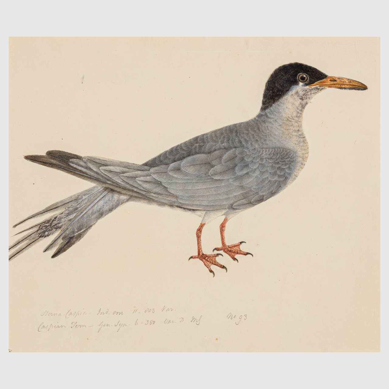 Company School Painting depicting Caspian Tern, Hydroprogne caspia
