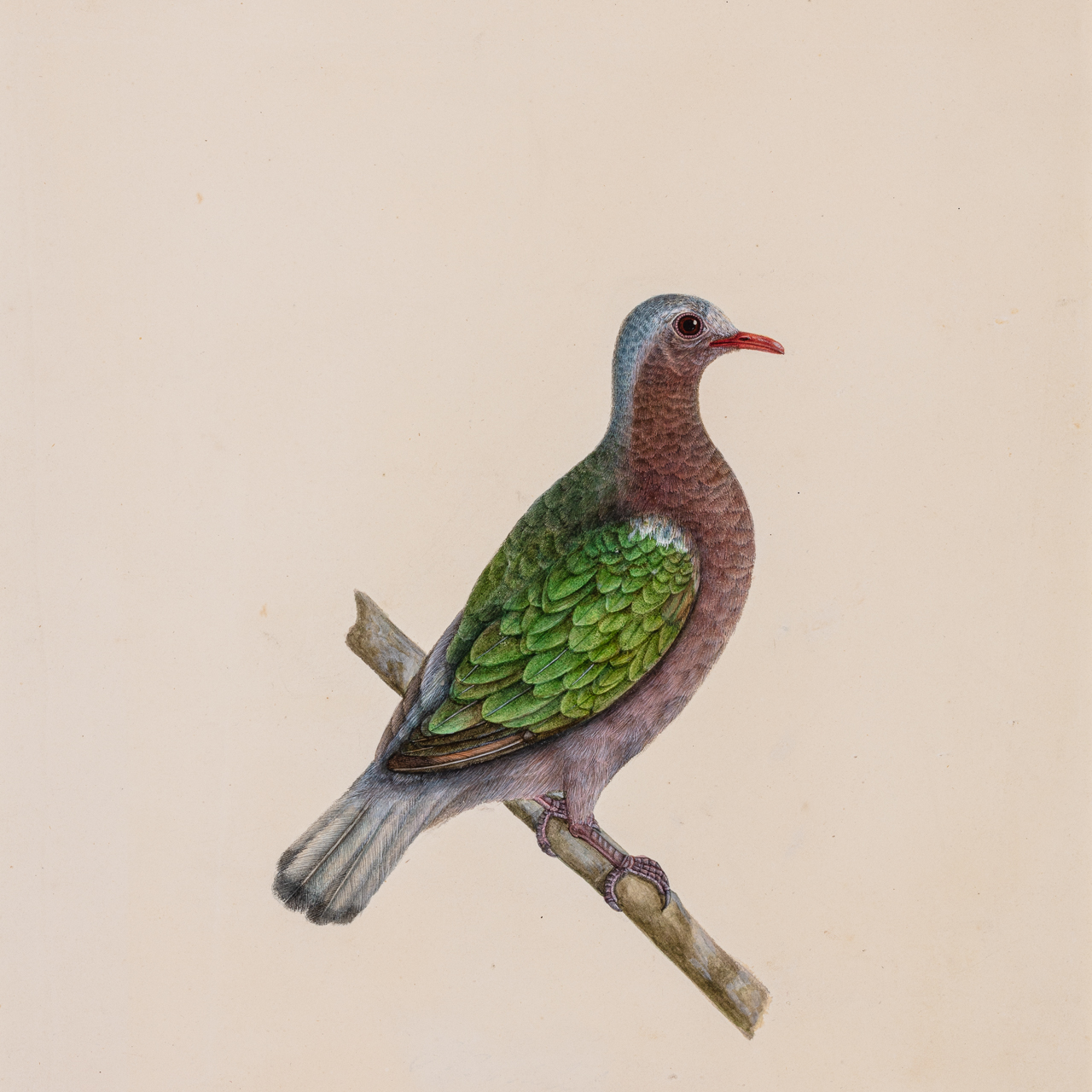 Company School Painting Depicting Male Asian Emerald Dove, Chalcophaps indica
