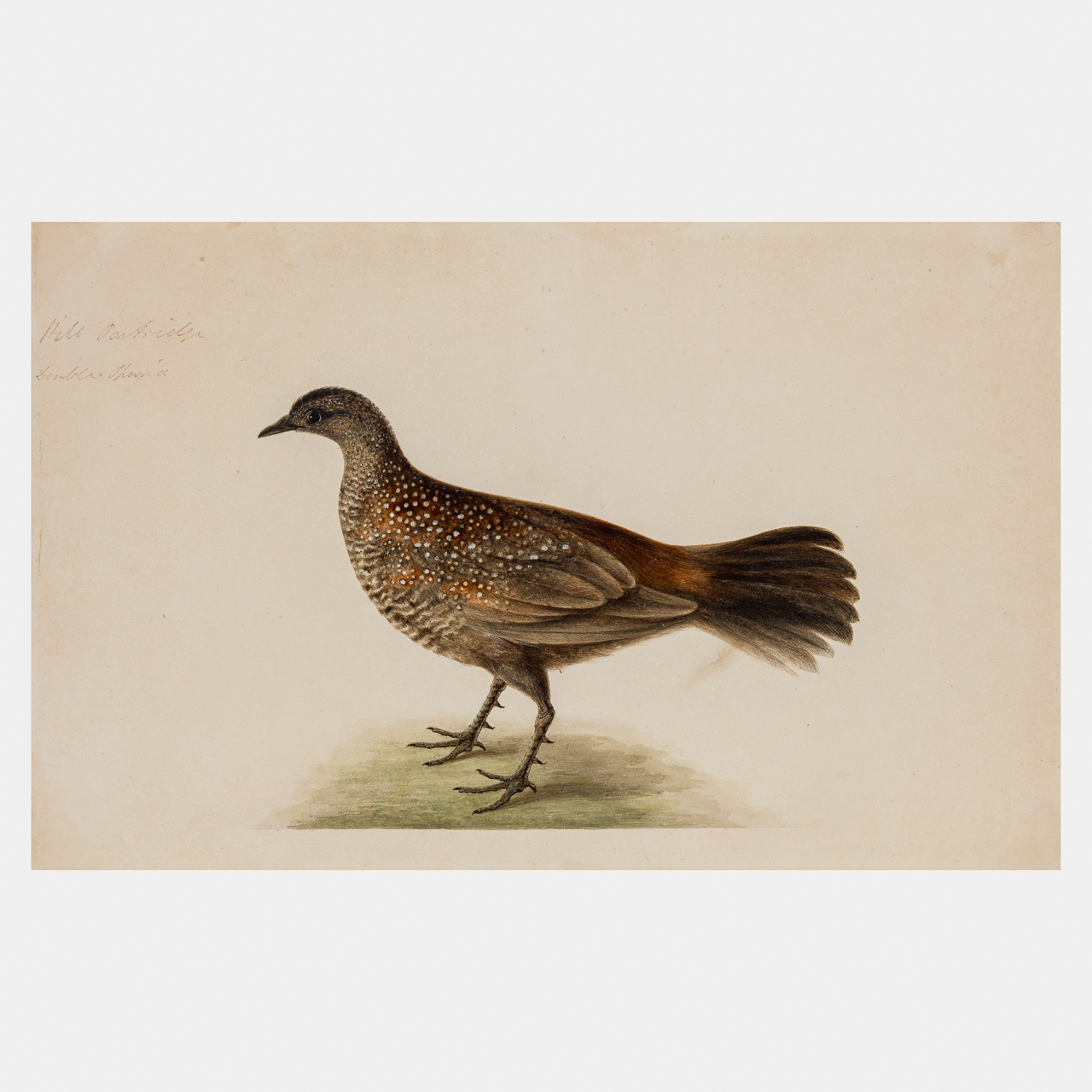 Company School Watercolour of a Male Painted Spurfowl