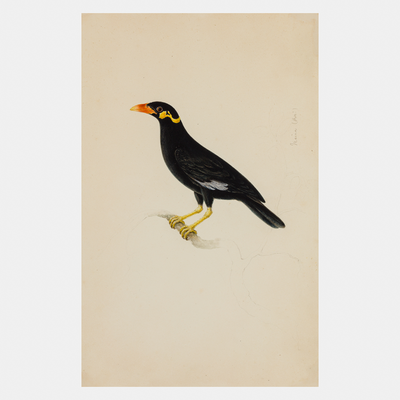 Collection of Six Company School Paintings of Birds