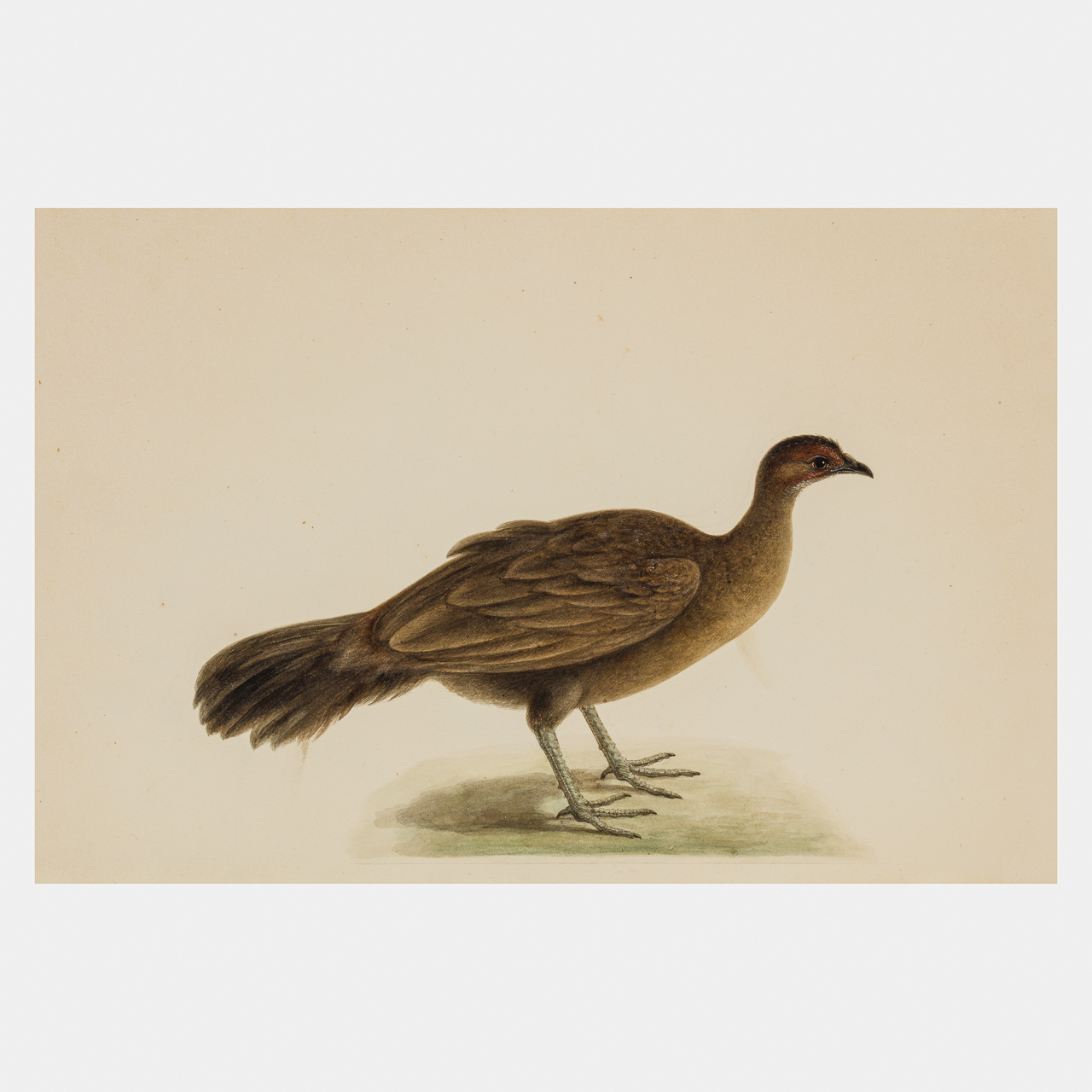 Company School Watercolour of a Female Painted Spurfowl
