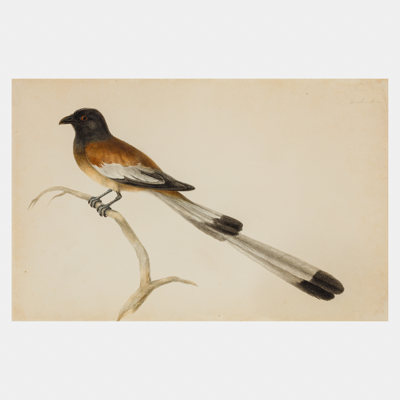 Company School watercolour of a Rufous Treepie