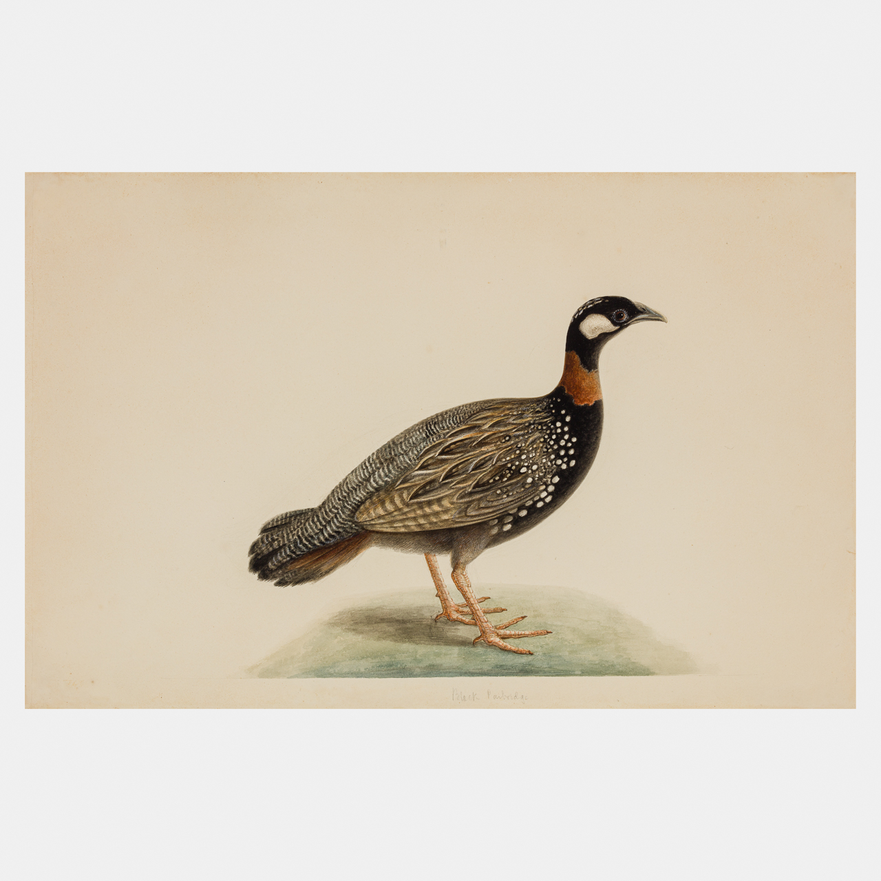Company School watercolour of a Black Francolin