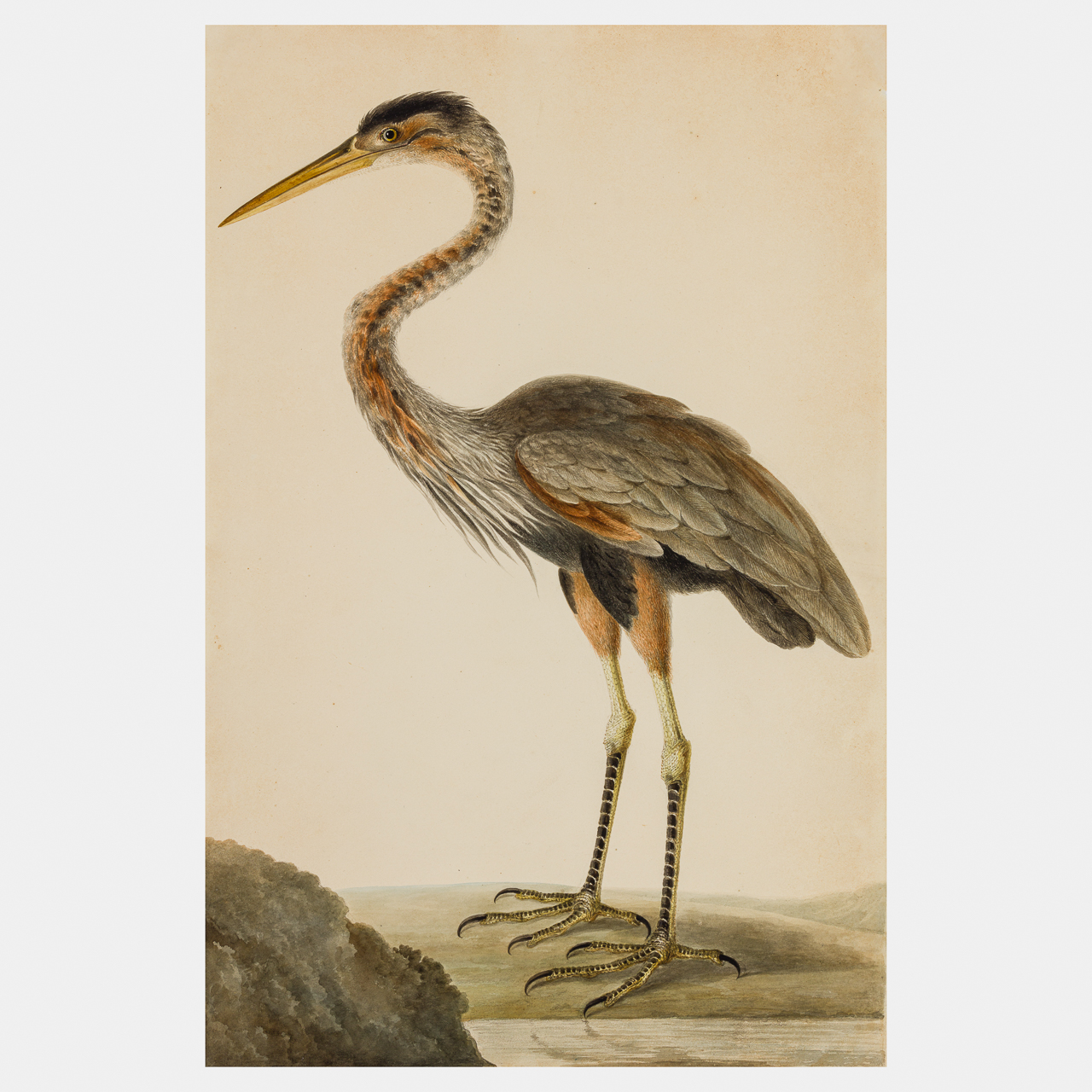 Company School Painting of a Purple Heron