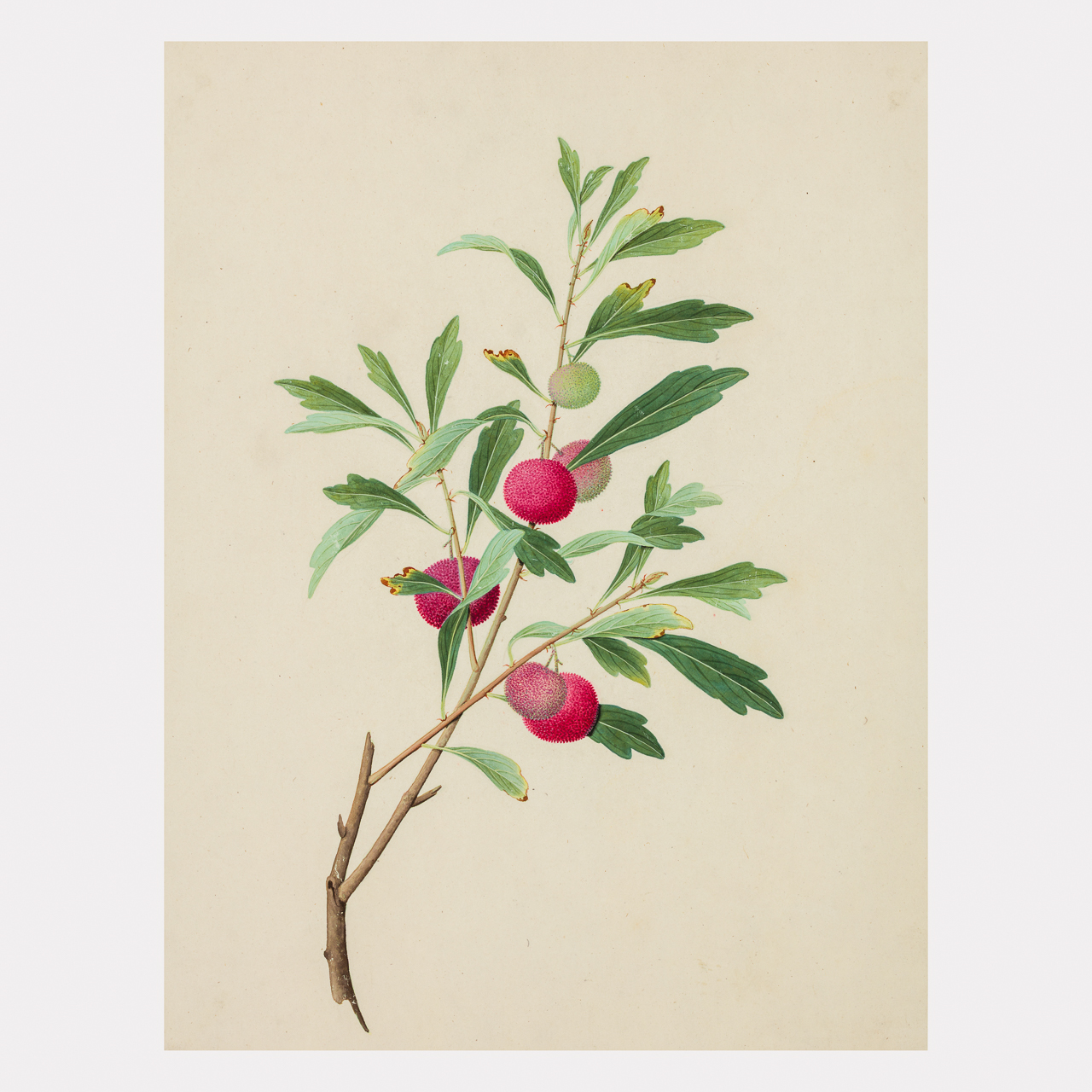 Collection of 87 Chinese Export Botanical Watercolours