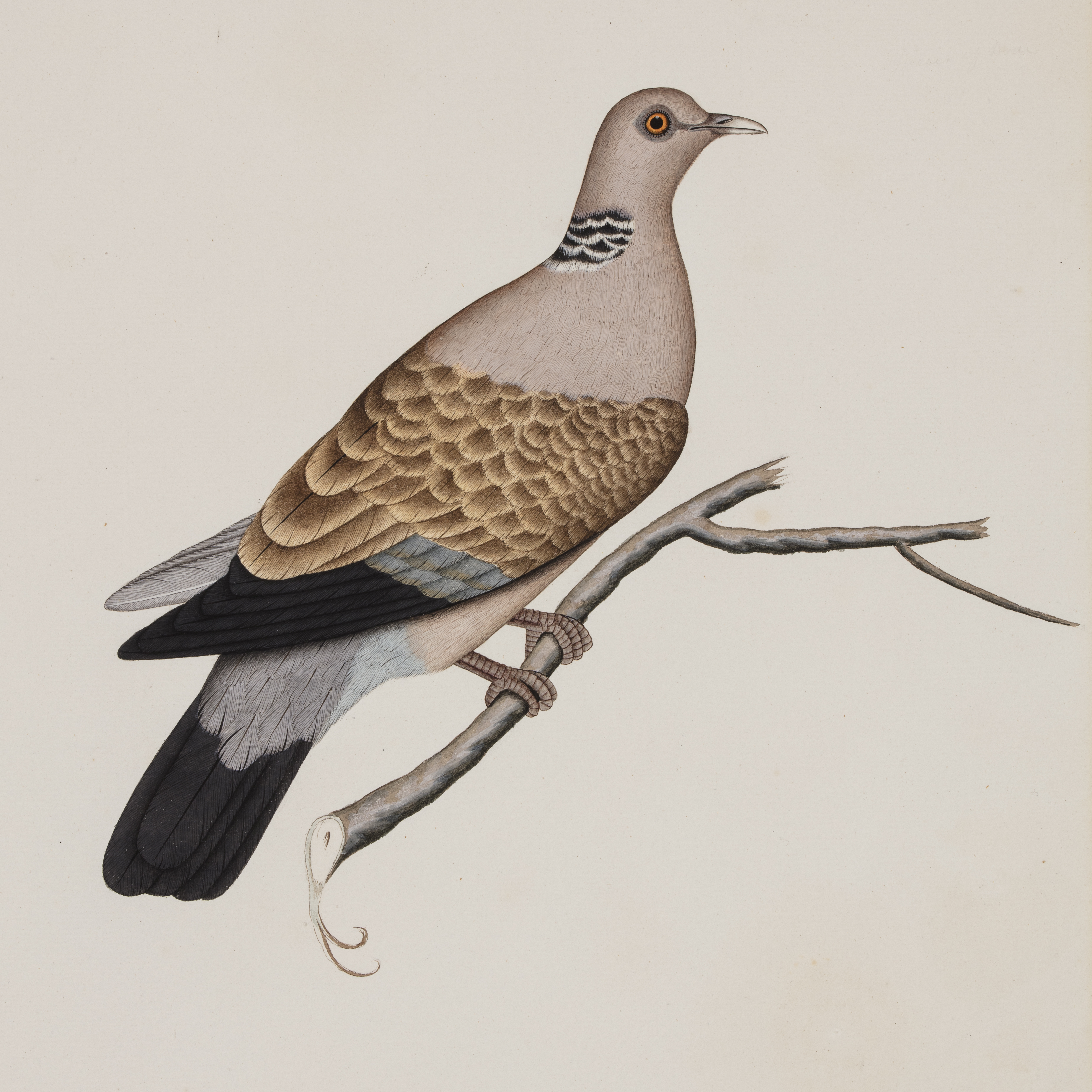 Company School Painting of a Spotted Dove (Cheetal Purdook)