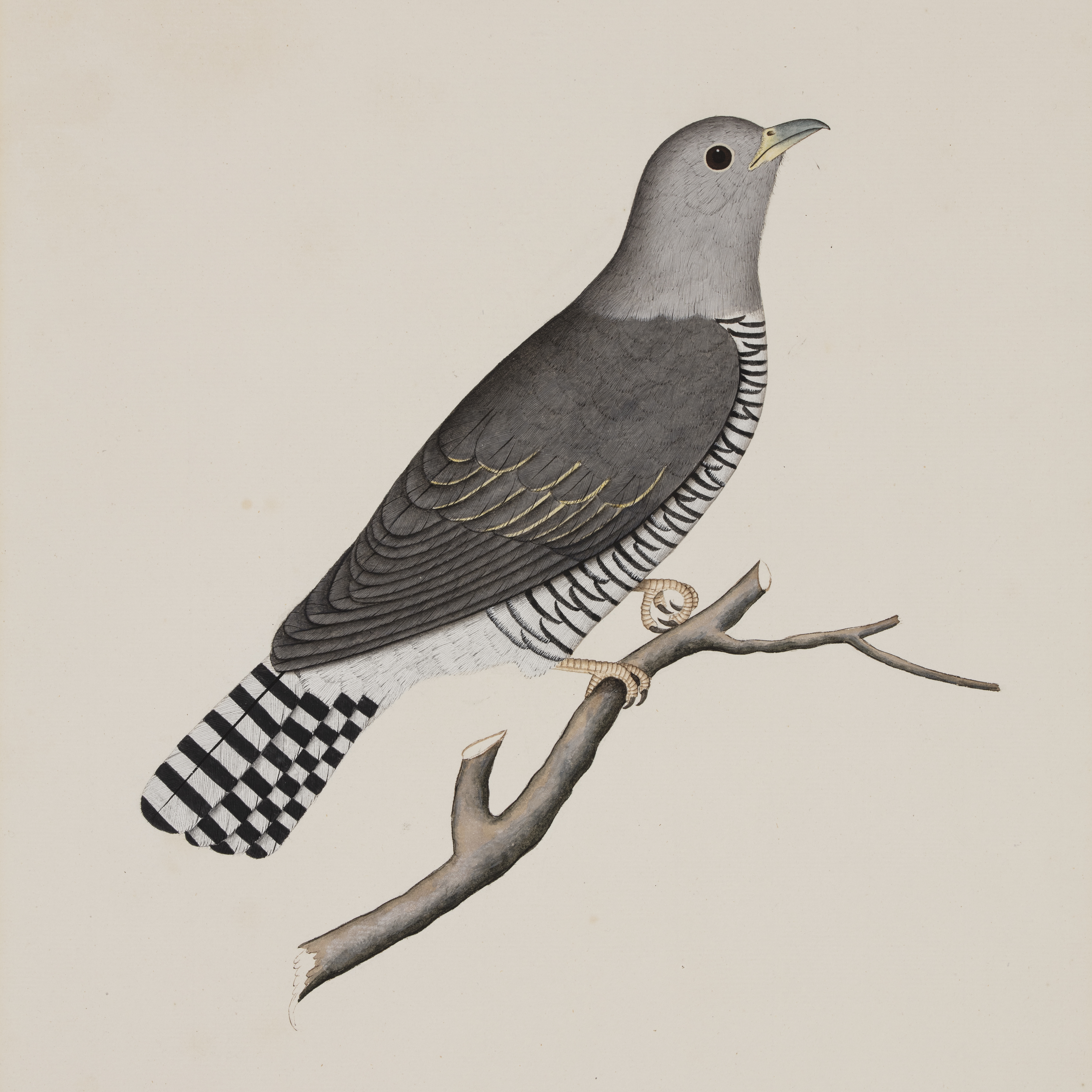 Company School Painting of a Cuckoo, Labelled Totee